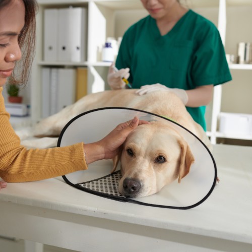 pet surgery service image