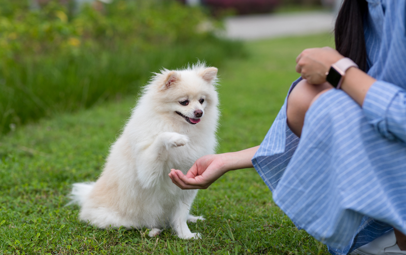 Puppy shaking hand with women