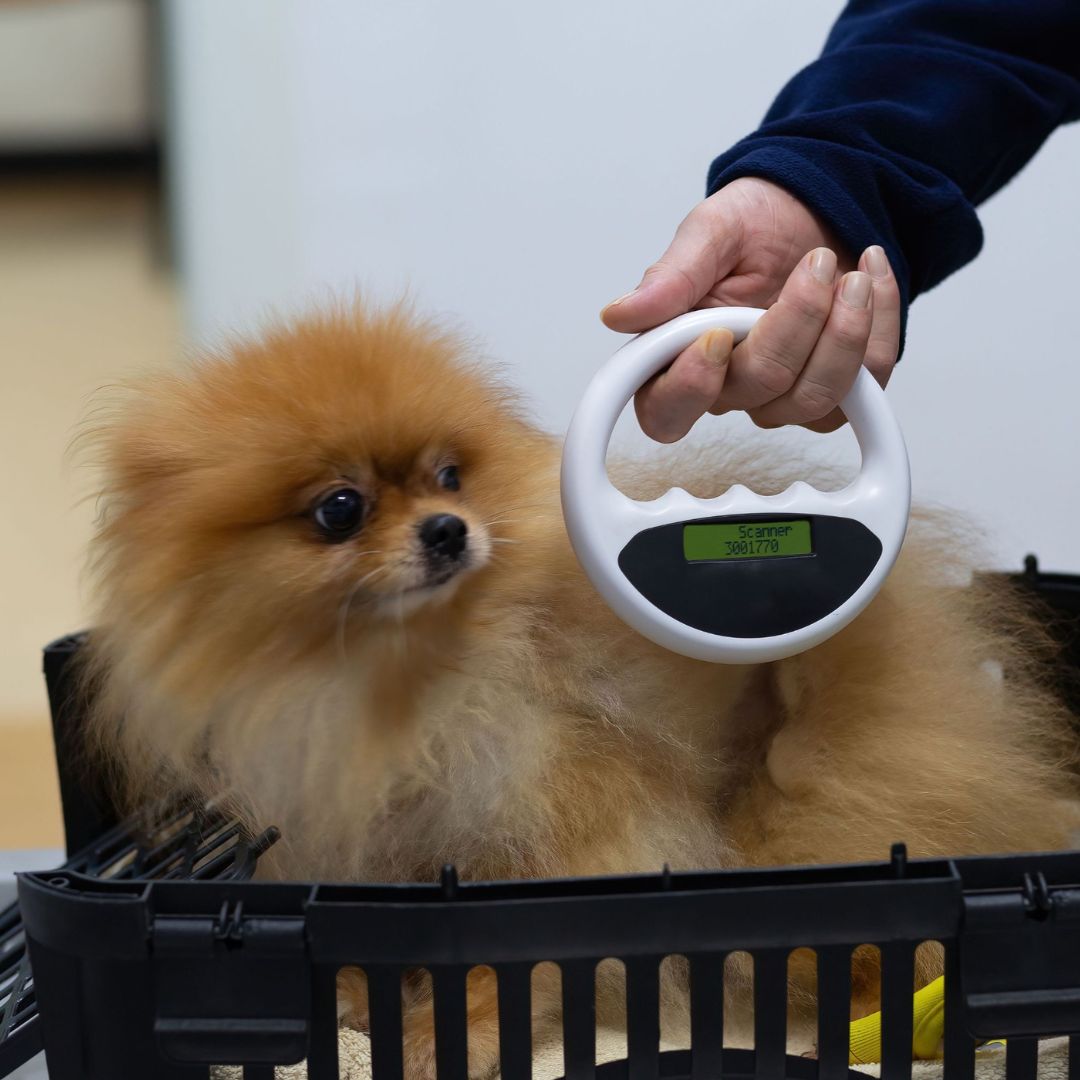 Veterinarian scanning a dog's body for a chip